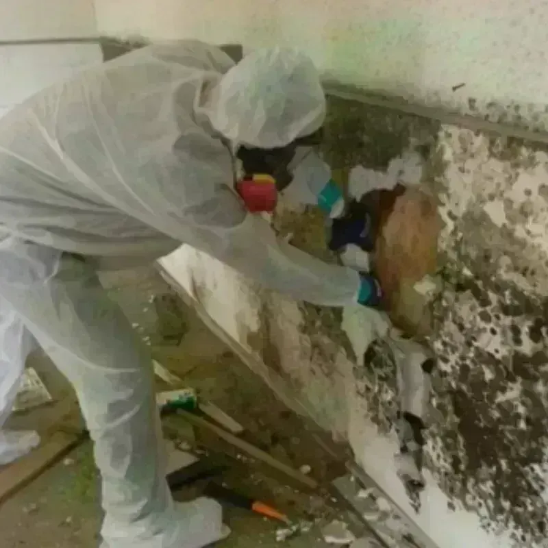 Mold Remediation and Removal in Gibsonville, NC